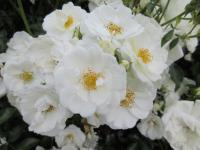 Rosa (Růže 'Innocencia')