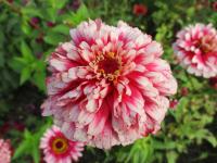 Zinnia elegans (Ostálka sličná 'Swizzle Cherry and Ivory')