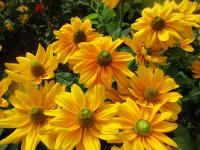 Rudbeckia hirta (Třapatka srstnatá 'Amarilo Gold')