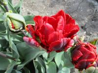 Tulipa (Tulipán 'Rococo Double' - Plnokvěté rané tulipány)