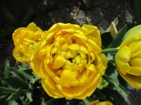 Tulipa (Tulipán 'Yellow Pomponette' - Plné pozdní tulipány)