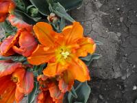 Tulipa (Tulipán 'Princess Irene Parrot' - Papouškovité tulipány)