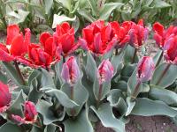 Tulipa (Tulipán 'Rococo' - Papouškovité tulipány)
