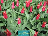 Tulipa (Tulipán 'Doctor Wisse Dekker' - Liliokvěté tulipány)