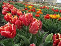 Tulipa (Tulipán 'Dee Jay Parrot' - Papouškovité tulipány)