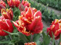 Tulipa (Tulipán 'Dee Jay Parrot' - Papouškovité tulipány)