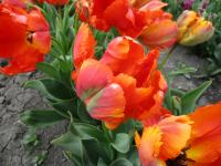 Tulipa (Tulipán 'Flower Power' - Papouškovité tulipány)
