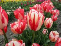 Tulipa (Tulipán 'Spryng Break' - Rembrandtovy tulipány)