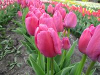 Tulipa (Tulipán 'Purple Pride' - Darwin hybridy)