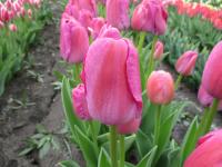 Tulipa (Tulipán 'Purple Pride' - Darwin hybridy)