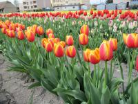 Tulipa (Tulipán 'World Peace' - Darwin hybridy)