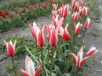 Tulipa clusiana (Tulipán)