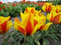 Tulipa vvedenskyi (Tulipán Vvedenského 'Goldmine')