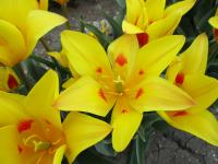 Tulipa x tschimganica (Tulipán)