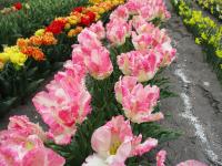 Tulipa (Tulipán 'Cabanna' - Papouškovité tulipány)