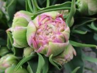 Tulipa (Tulipán 'Peggy Wonder' - Plné pozdní tulipány)