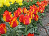 Tulipa greigii (Tulipán Greigův 'Kiev')