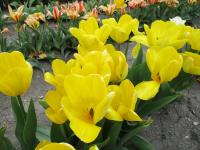 Tulipa fosteriana (Tulipán Fosterův 'Yellow Emperor')