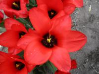 Tulipa kaufmanniana (Tulipán Kaufmannův 'Alfred Cortot')