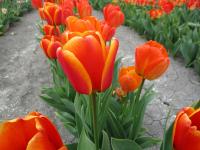 Tulipa (Tulipán 'Apeldoorns Elite' - Darwin hybridy)