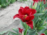 Tulipa (Tulipán 'Red Dress' - Triumph tulipány)