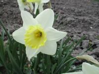 Narcissus (Narcis 'Every Day' - Velkokorunné narcisy)