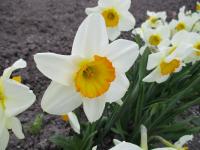 Narcissus (Narcis 'Flower Record' - Velkokorunné narcisy)