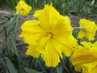 Narcissus (Narcis 'Cupfighter' - Collar narcisy)