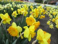 Narcissus (Narcis 'Ferris Wheel' - Velkokorunné narcisy)