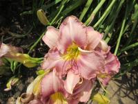 Hemerocallis (Denivka 'Chicago Cattleya')