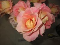 Rosa (Růže 'Pink Sea' - Mnohokvěté růže)