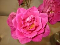 Rosa (Růže 'Kamélie' - Velkokvěté růže)