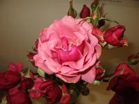 Rosa (Růže 'Helena' - Velkokvěté růže)