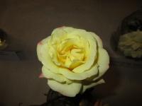 Rosa (Růže 'Martina' - Mnohokvěté růže)