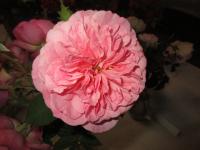 Rosa (Růže 'Hyde Hall' - Anglické růže)