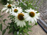 Echinacea purpurea (Třapatkovka nachová 'Happy Star')