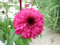 Echinacea purpurea (Třapatkovka nachová 'Blackberry Truffle')