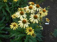 Echinacea purpurea (Třapatkovka nachová 'Cleopatra')