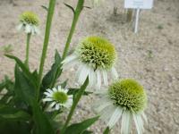 Echinacea purpurea (Třapatkovka nachová 'Delicious Nougat')