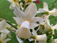 Narcissus (Narcis 'Lady Madonna' - Cyclamineus narcisy)