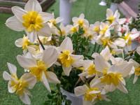 Narcissus (Narcis 'Bella Estrella' - Collar narcisy)