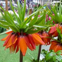 Fritillaria imperialis (Řebčík královský 'Orange Brilliant')