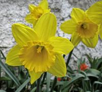 Narcissus (Narcis 'Dutch Master')