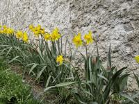 Narcissus (Narcis 'Dutch Master')