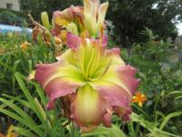 Hemerocallis (Denivka 'Regency Heights')
