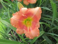 Hemerocallis (Denivka 'Loving Pink Dancer Hal')