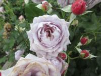 Rosa (Růže 'Novalis' - Mnohokvěté růže)