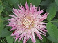 Dahlia (Jiřinka 'Avignon' - Dekorační jiřinky)