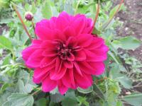 Dahlia (Jiřinka 'Le Baron' - Dekorační jiřinky)