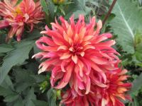 Dahlia (Jiřinka 'Art Deco' - Gallery jiřinky)